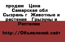 продам › Цена ­ 1 500 - Самарская обл., Сызрань г. Животные и растения » Грызуны и Рептилии   